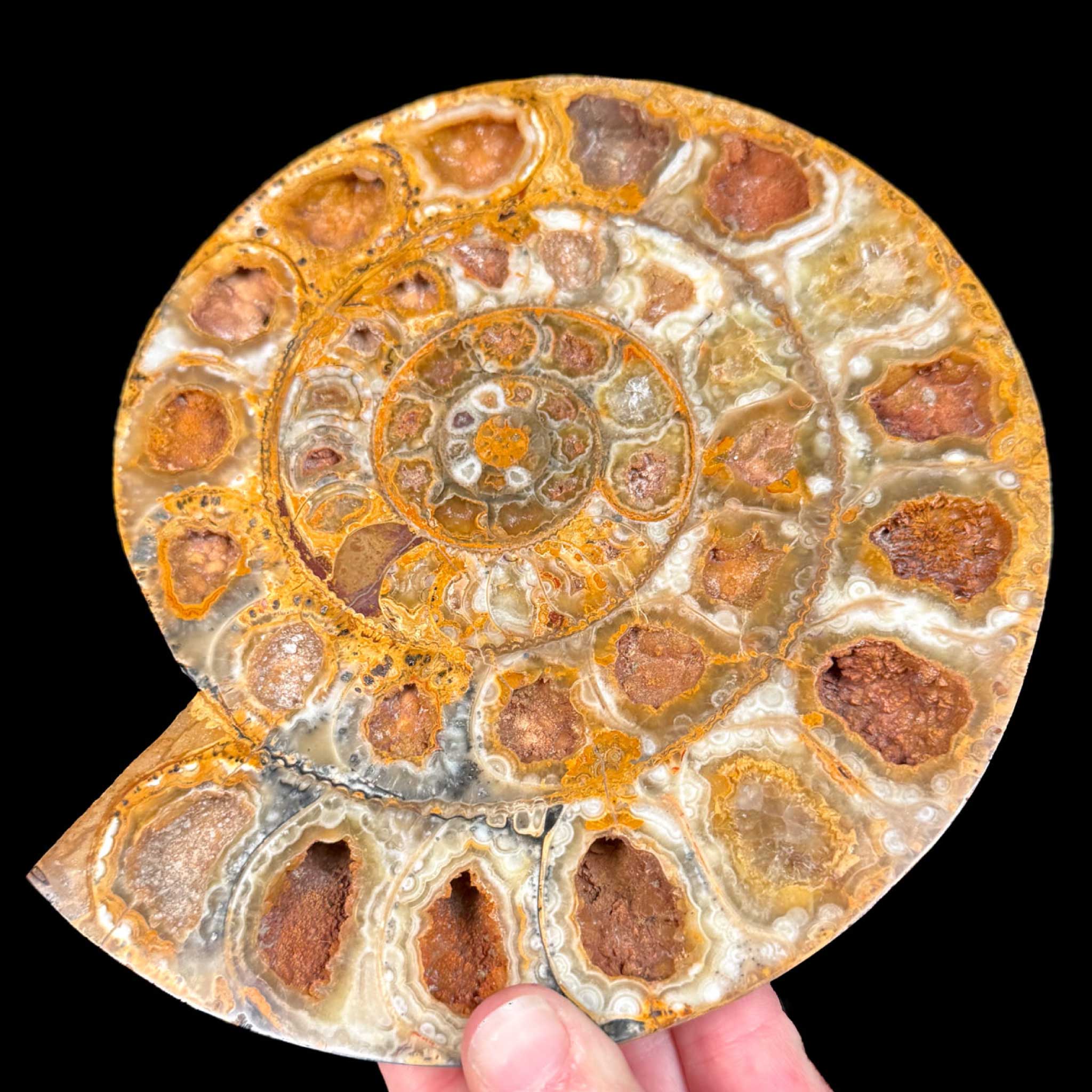 Calcite Crystals in Ammonite Fossil growth chambers