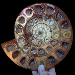 Ammonite Fossil displaying UV Fluorescence