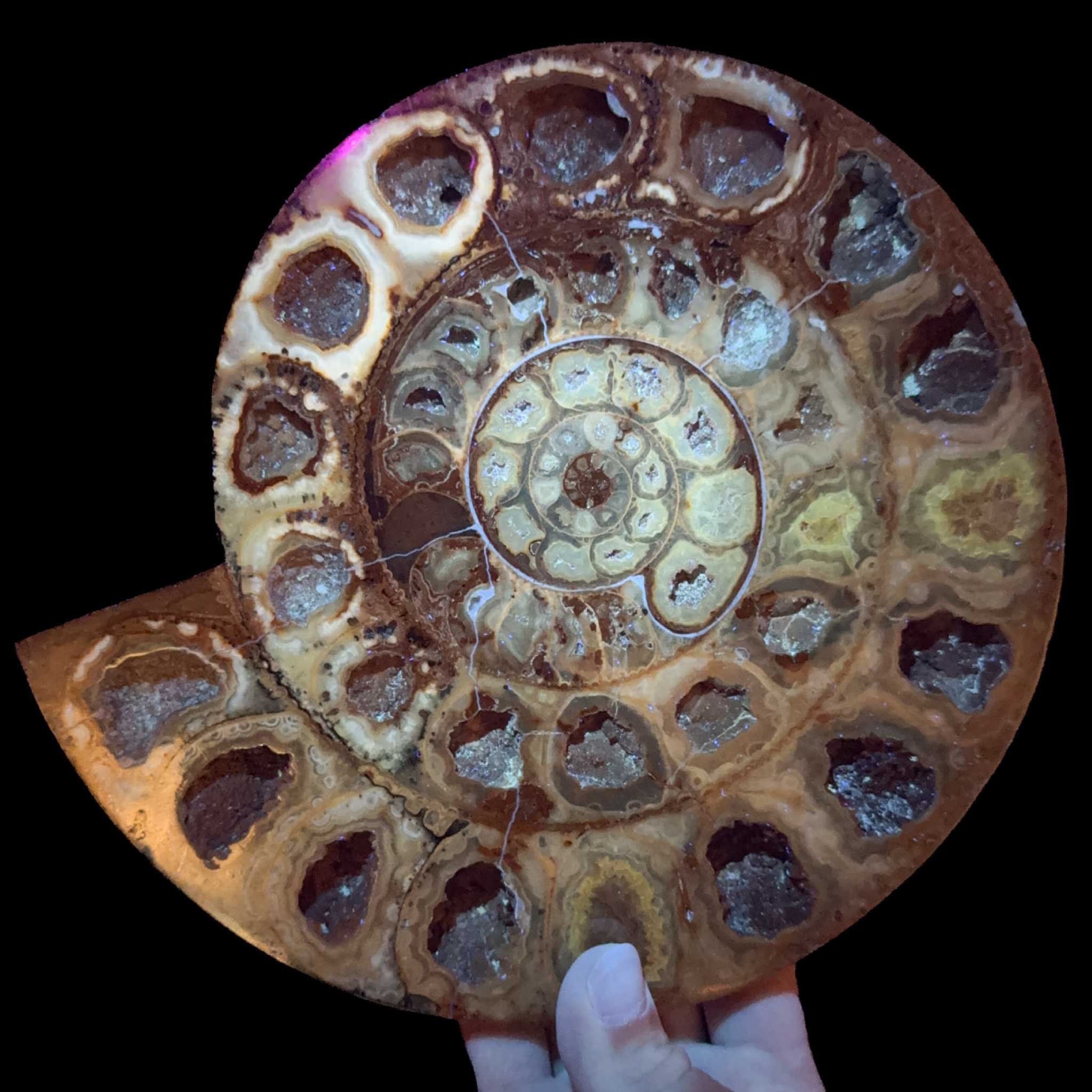 Ammonite Fossil displaying UV Fluorescence