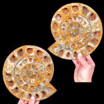 Large Perisphinctes Ammonite Pair