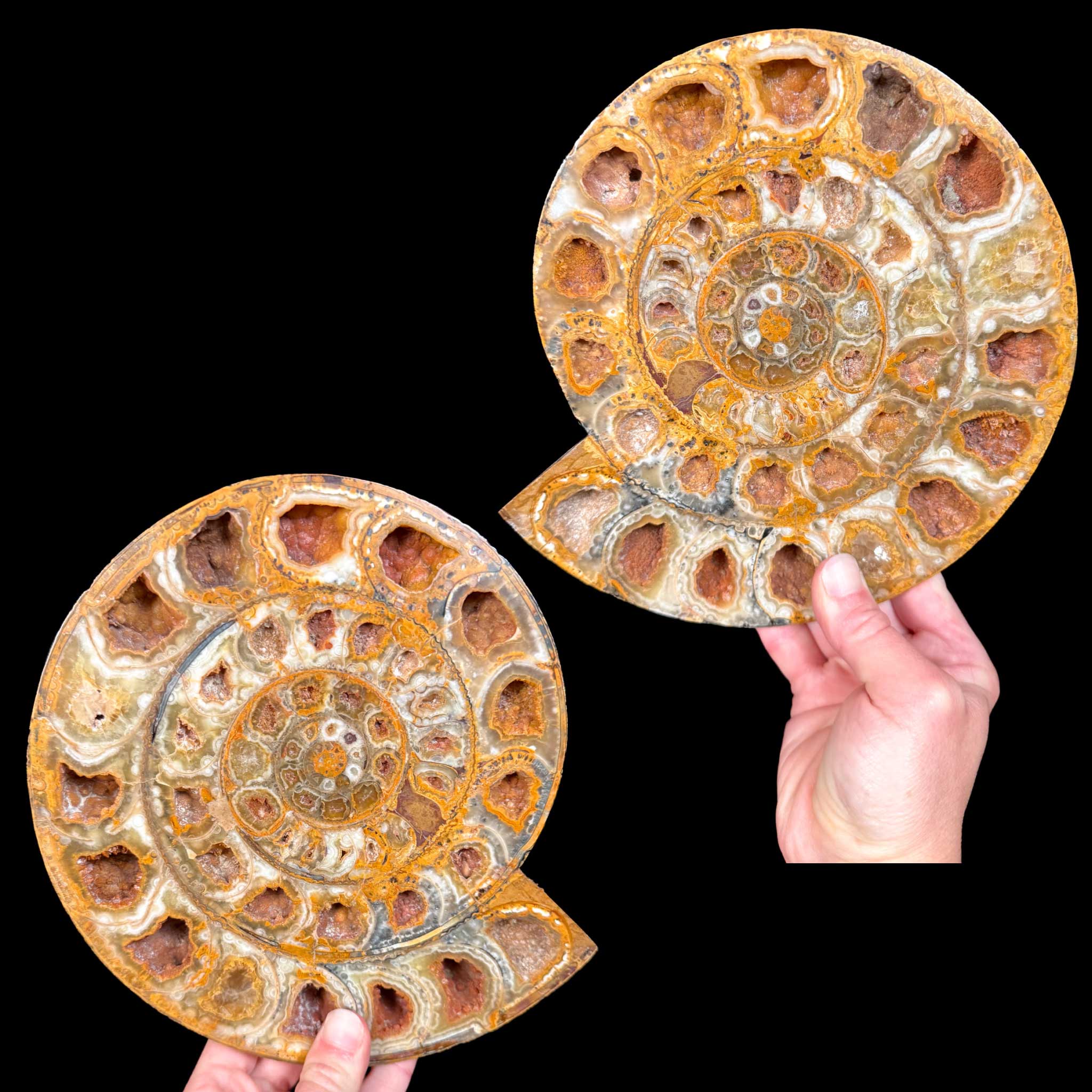 Large Perisphinctes Ammonite Pair