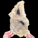 Large Petrified Wood Slice from Indonesia