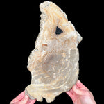 Petrified Wood Slice from Indonesia