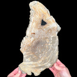 Petrified Wood Slice from Indonesia