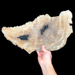 Large Petrified Wood Slab from Indonesia
