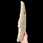 Side View of Petrified Wood Slice from Indonesia