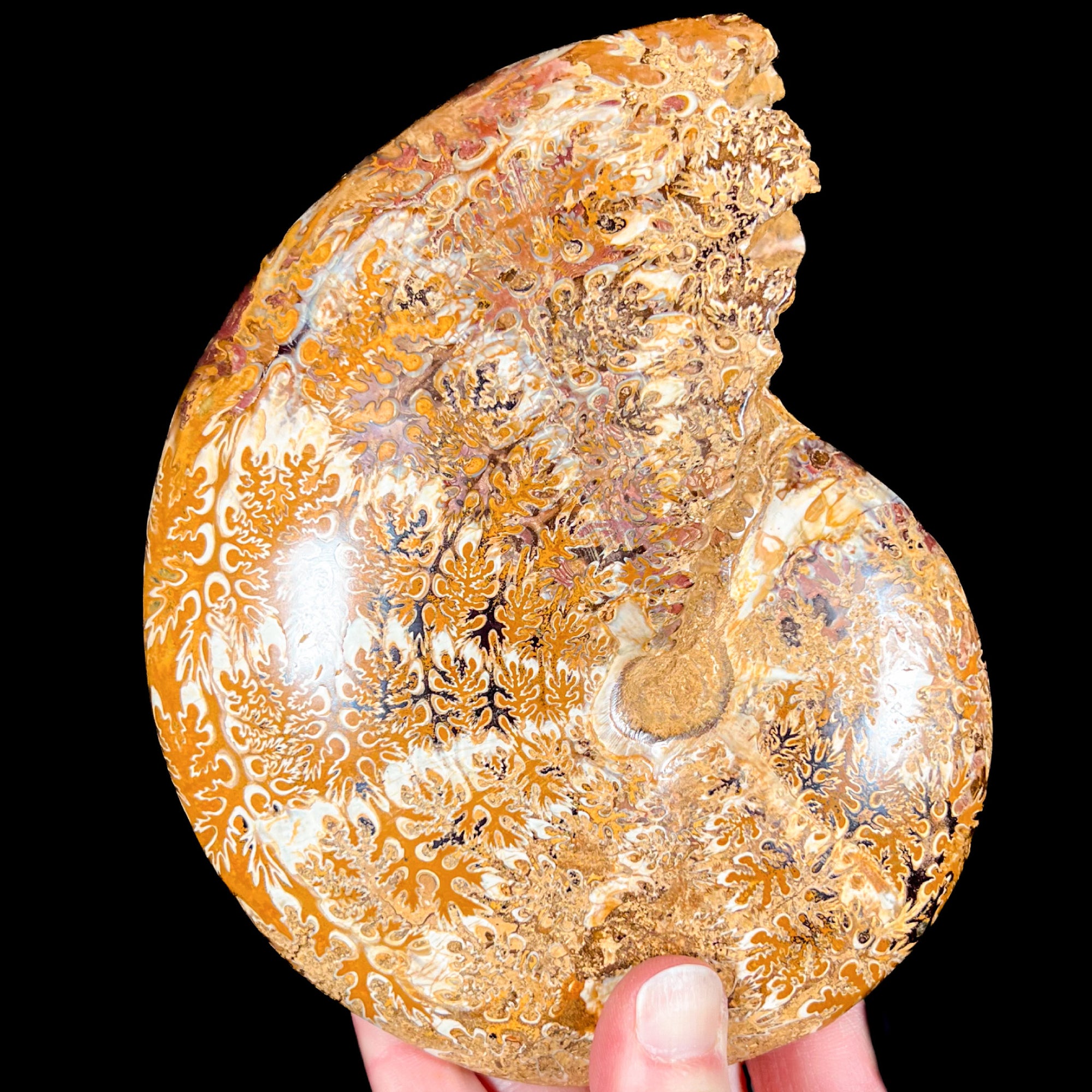 Large Phylloceras Ammonite Fossil
