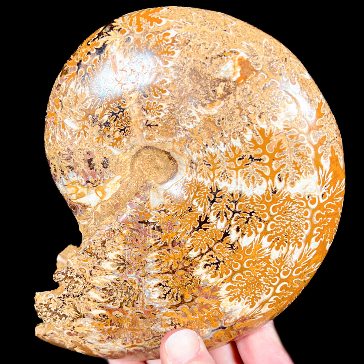 Madagascar Fossil Ammonite Shell