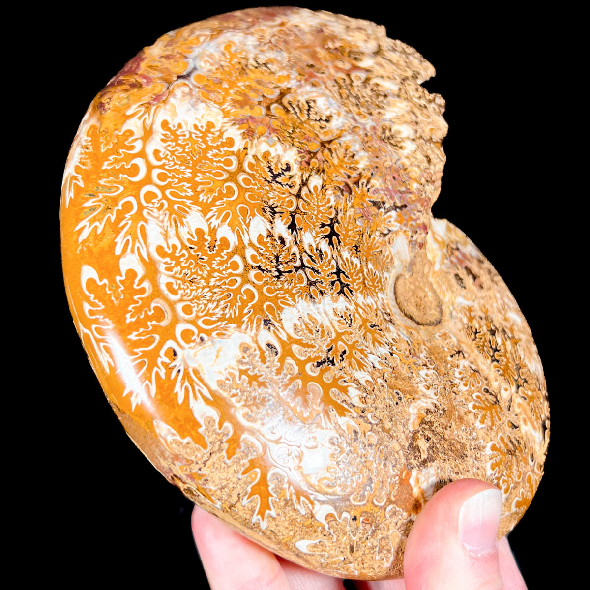 Suture Markings on a Phylloceras Ammonite Shell