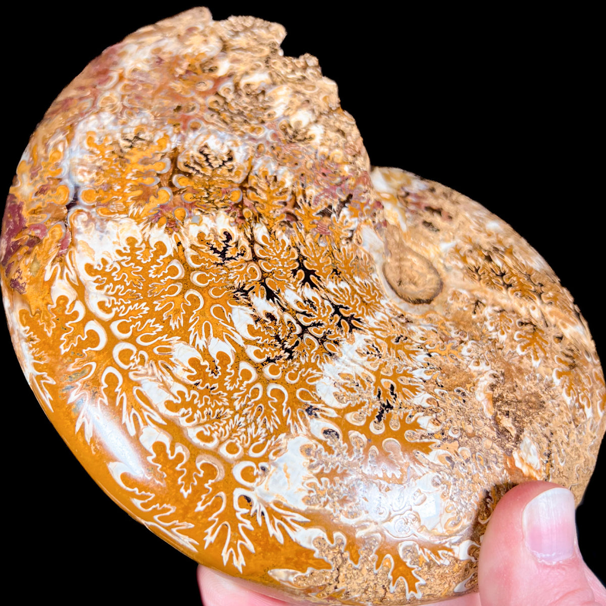 Suture Markings of a Phylloceras Ammonite Fossil