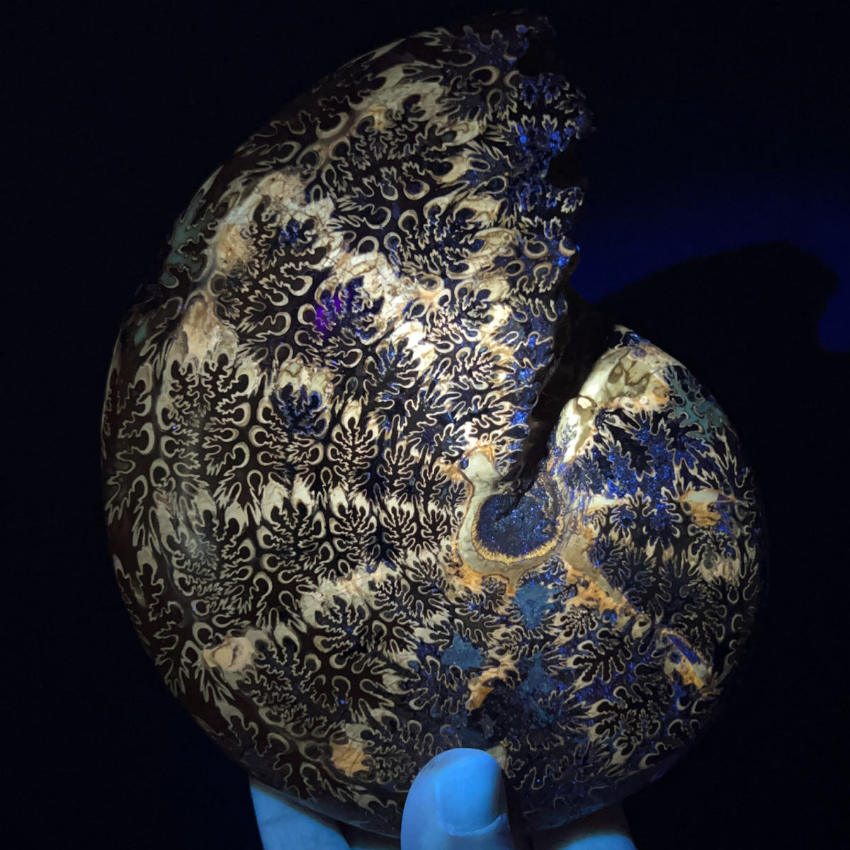 Phylloceras Ammonite under UV light