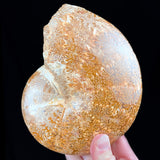 Large Phylloceras Ammonite