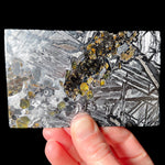 Large Seymchan Pallasite Meteorite Slice with Olivine Crystal Inclusions