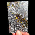 Large Slice of Seymchan Pallasite Meteorite
