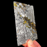Large Seymchan Pallasite Meteorite Slice