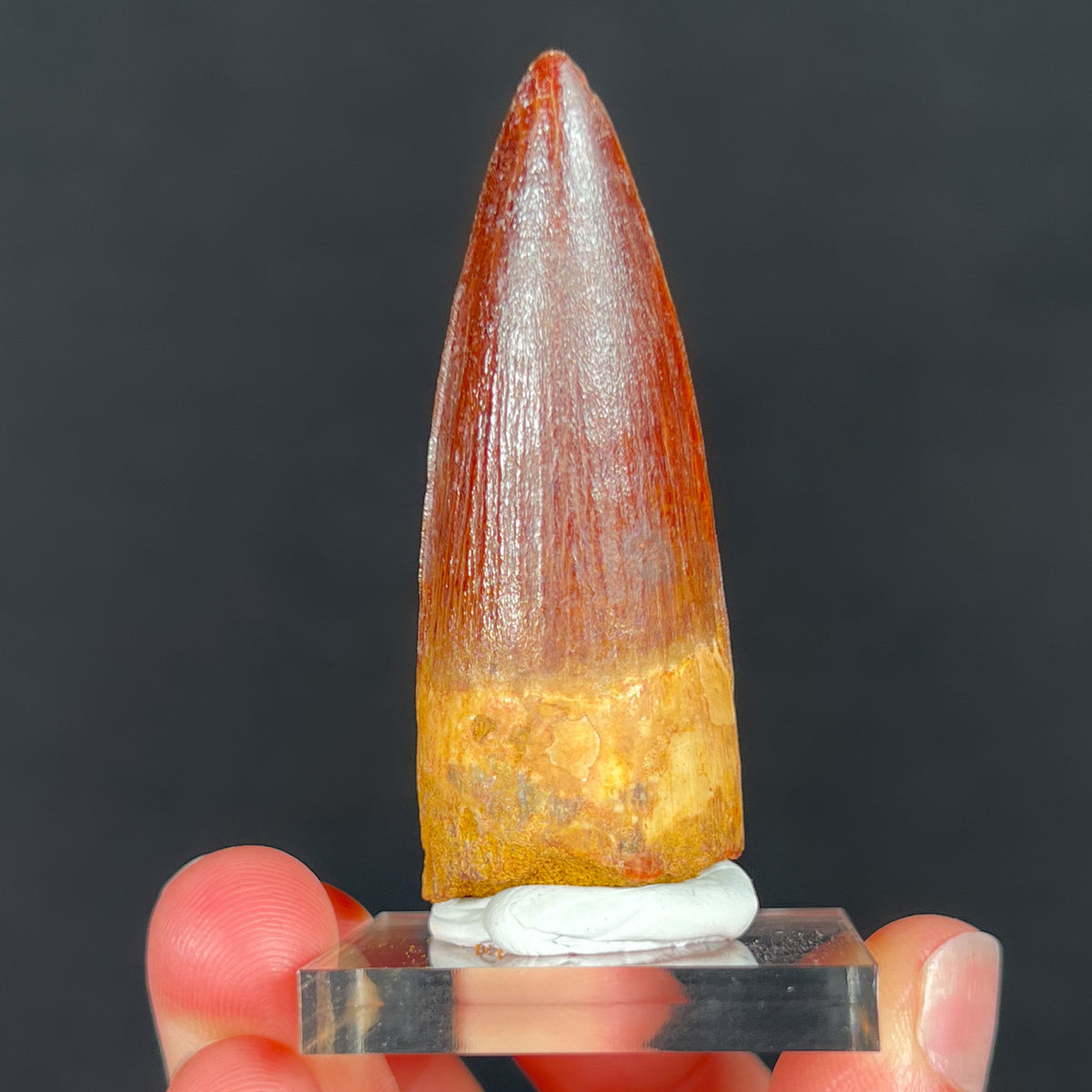 Fossil Spinosaurus Dinosaur Tooth