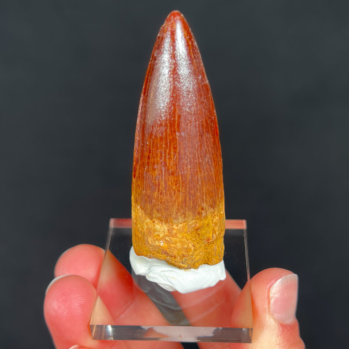 Fossil Dinosaur Tooth Spinosaurus