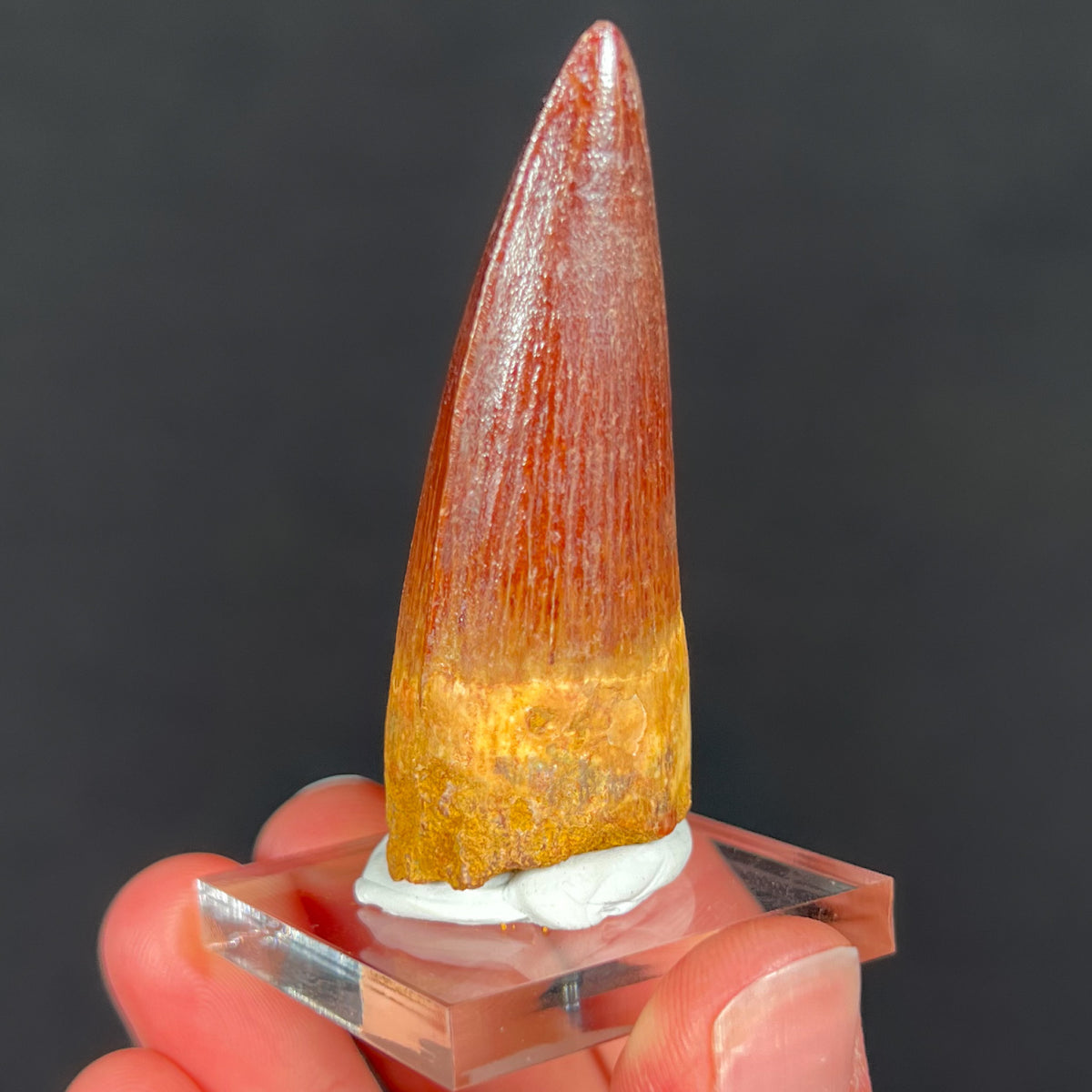 Spinosaurus Tooth