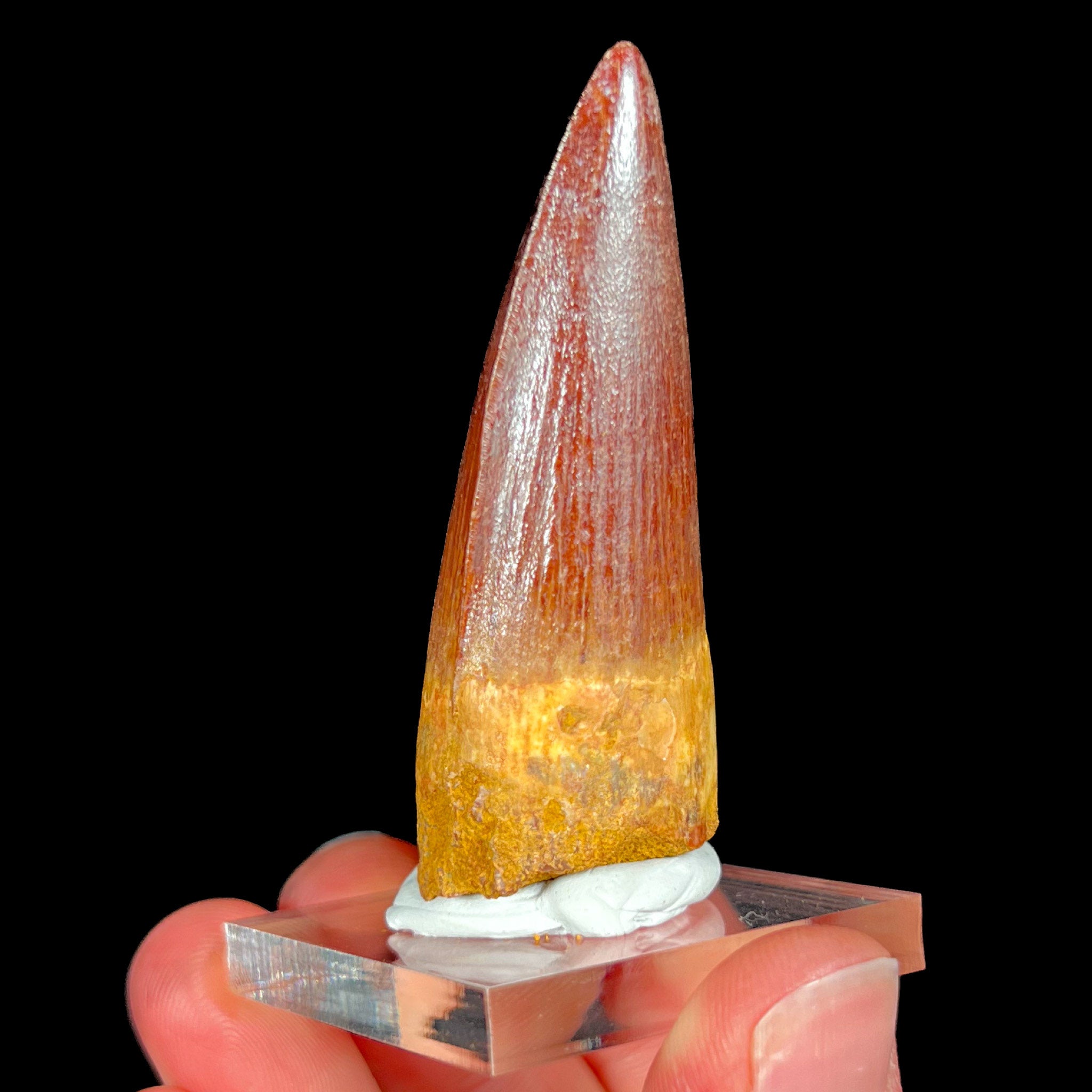 Large Spinosaurus Dinosaur Tooth from Morocco