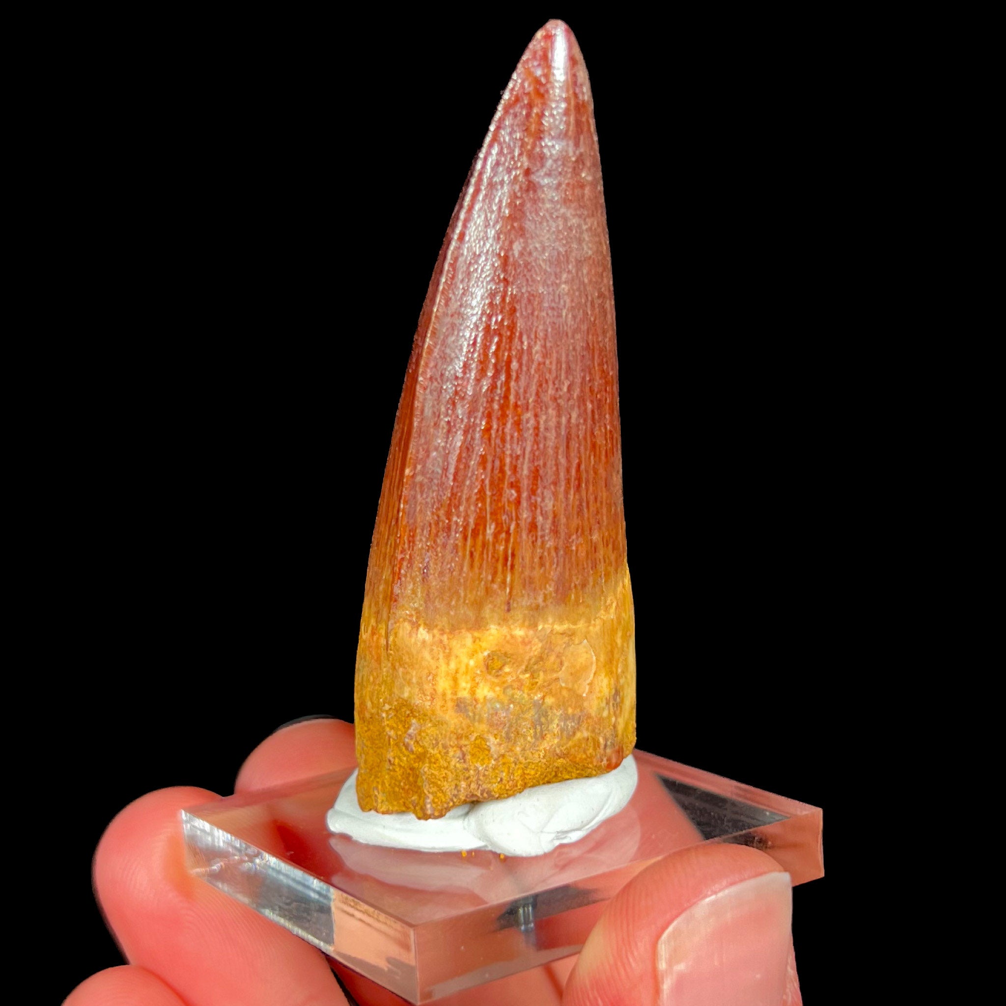 Authentic Spinosaur Dinosaur Tooth