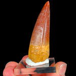 Fossil Spinosaurus Dinosaur Tooth