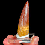 Large Spinosaur Dinosaur Tooth