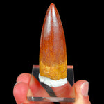 Large Spinosaurus Dinosaur Tooth Fossil