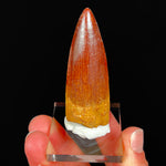 Authentic Spinosaurus Dinosaur Tooth