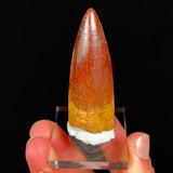 Authentic Spinosaurus Dinosaur Tooth