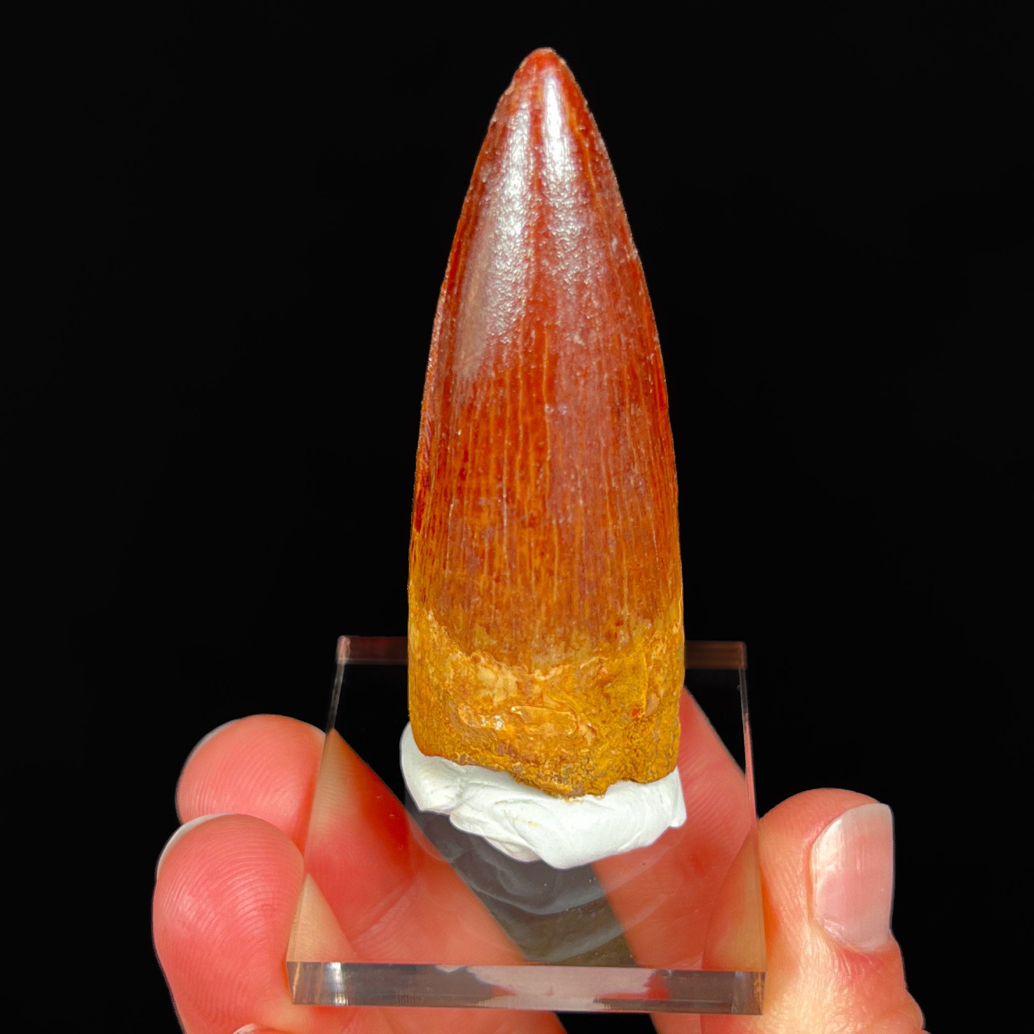 Authentic Spinosaurus Dinosaur Tooth