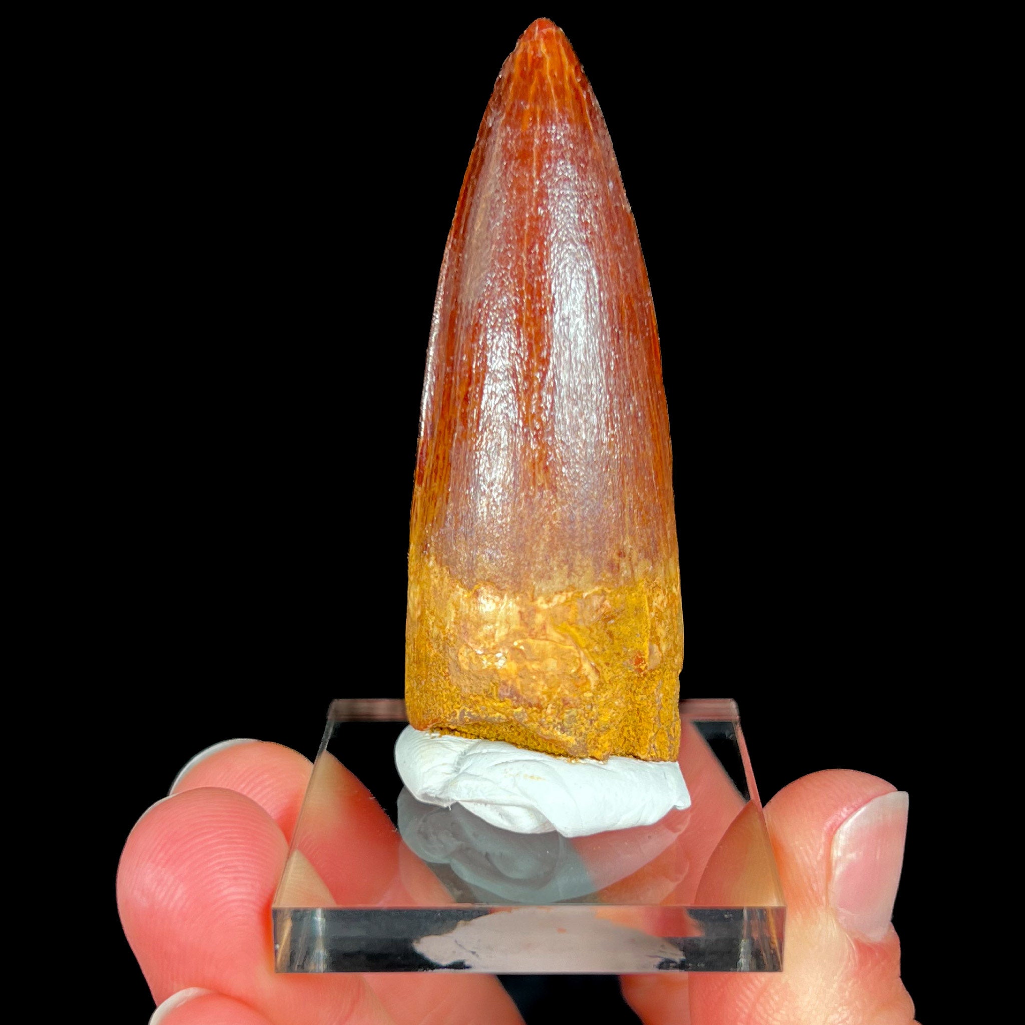 Fossil Spinosaurus Dinosaur Tooth