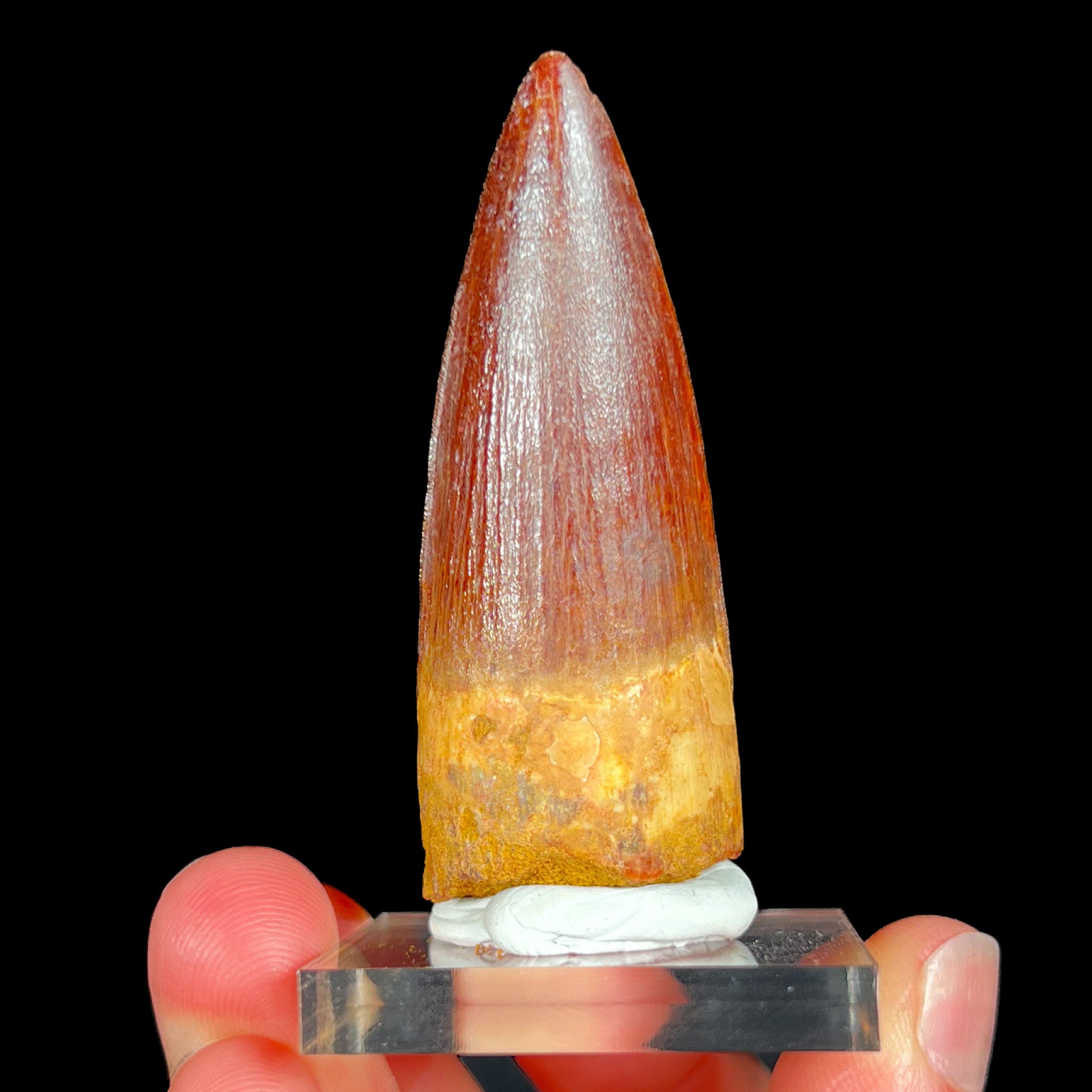 Large Spinosaurus Dinosaur Tooth