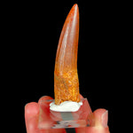 Spinosaur Tooth 
