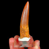 Spinosaur Tooth 