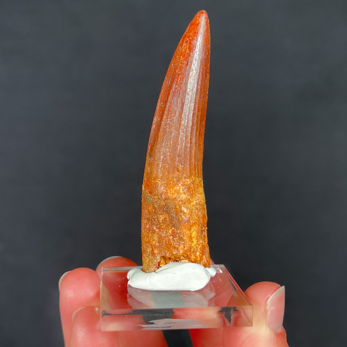 Authentic Spinosaur Dinosaur Tooth