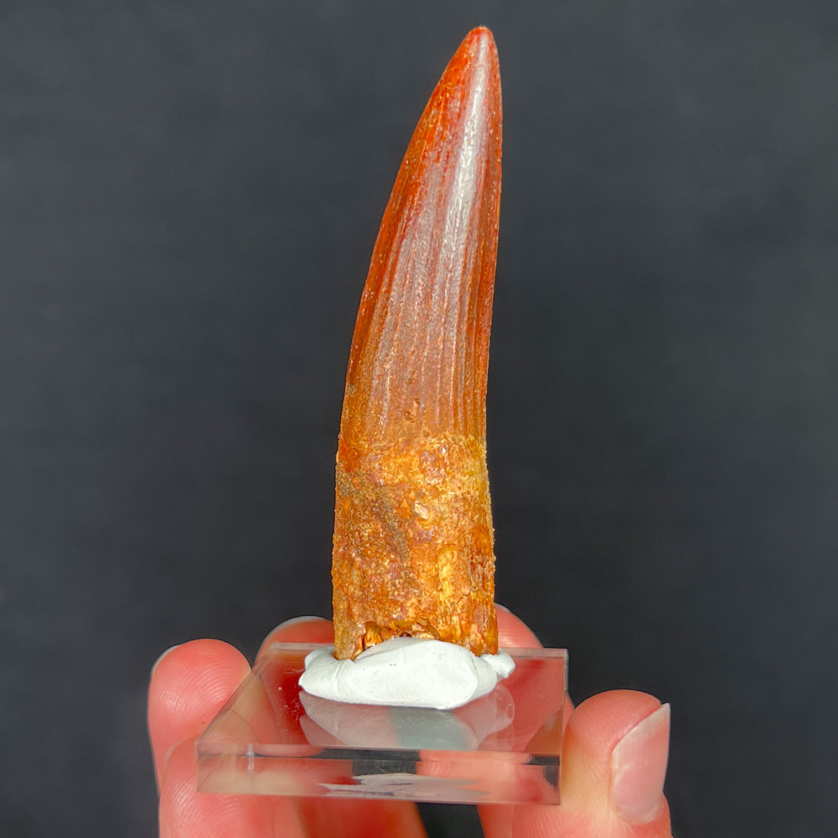 Authentic Spinosaurus Dinosaur Tooth