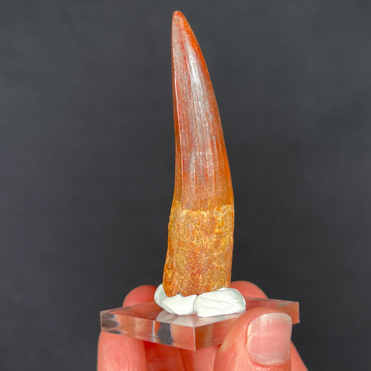 Side View Spinosaurus Tooth