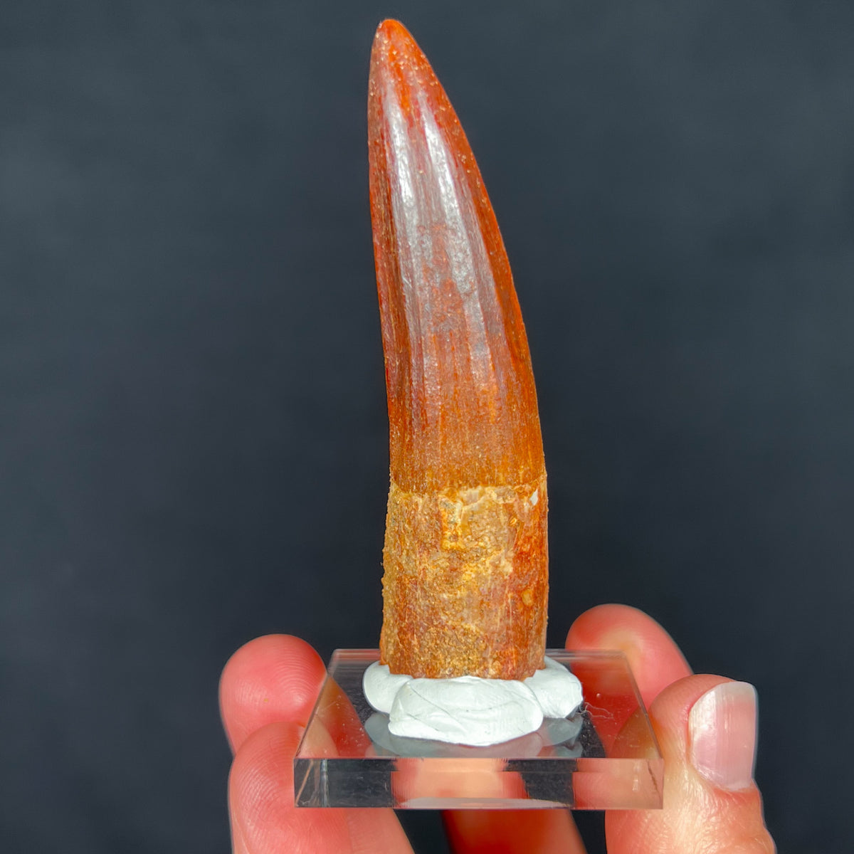 Real Fossilized Spinosaurus Dinosaur Tooth