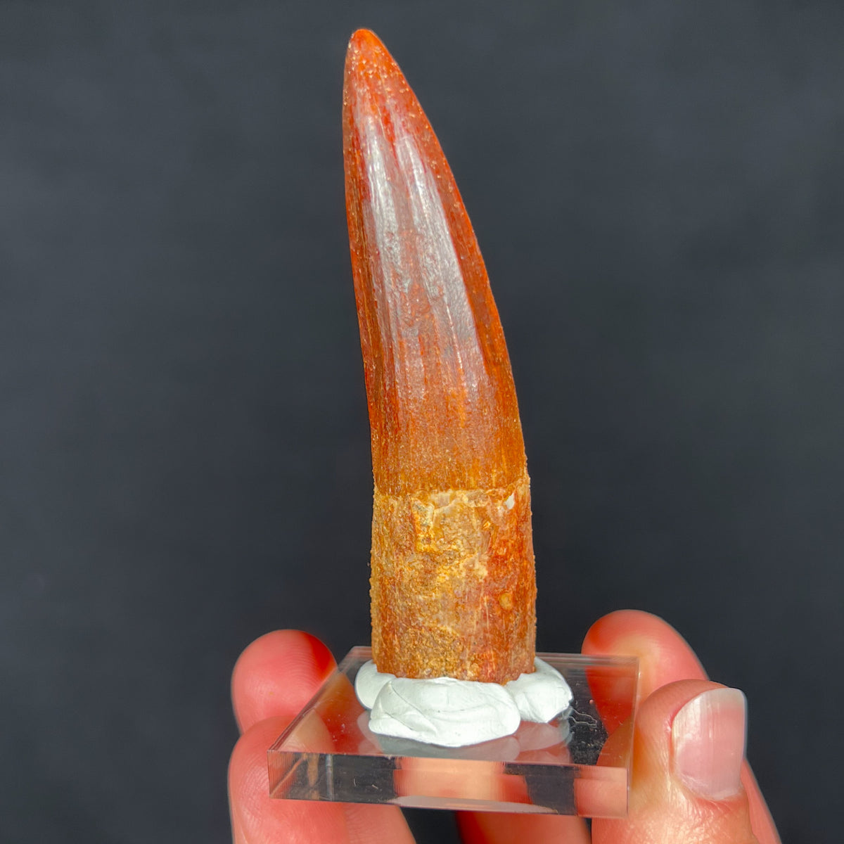 Fossil Spinosaurus Dinosaur Tooth