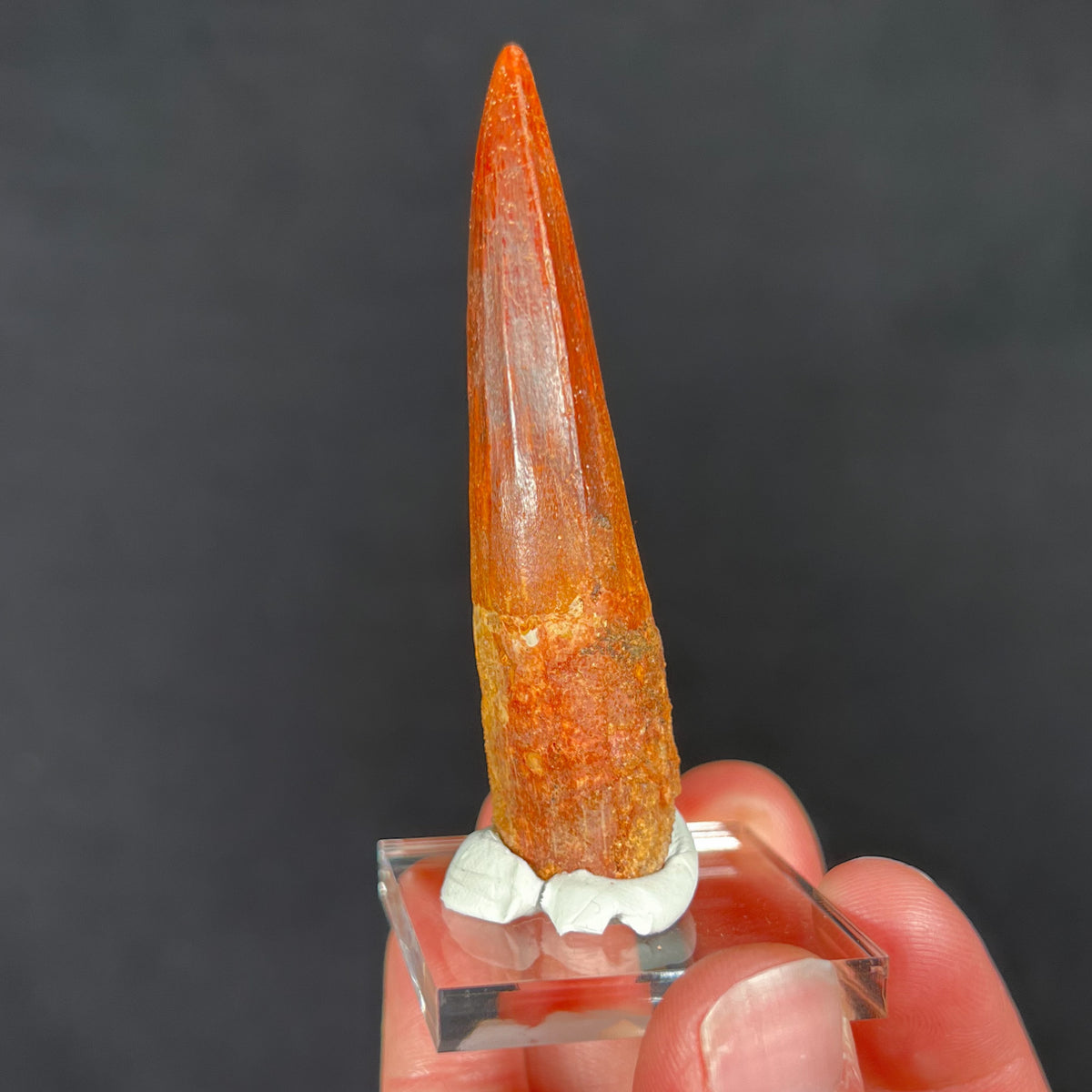 Spinosaur Dinosaur Tooth