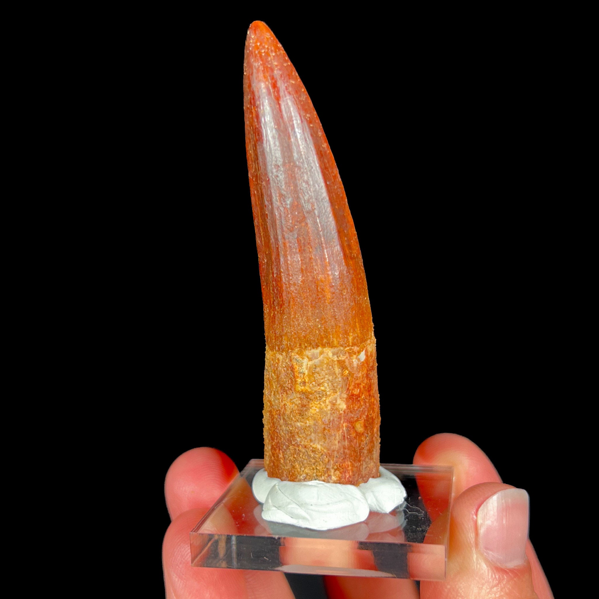 Fossil Spinosaurus Tooth from Morocco