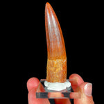 Authentic Spinosaur Tooth
