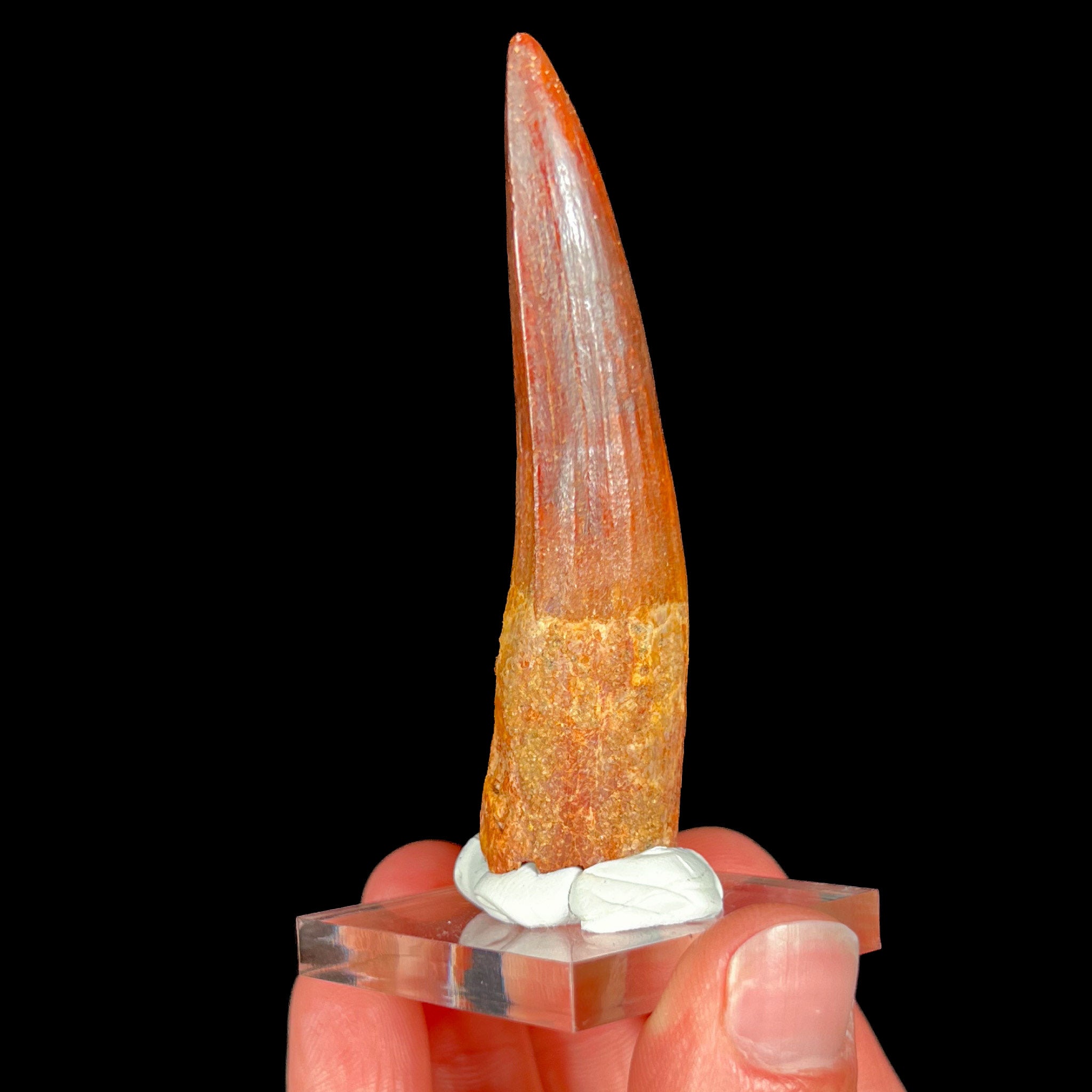Real Spinosaur Tooth