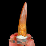 Fossil Spinosaurus Dinosaur Tooth
