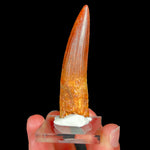 Authentic Spinosaurus Dinosaur Tooth