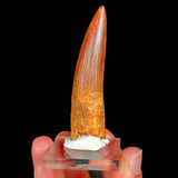 Authentic Spinosaurus Dinosaur Tooth