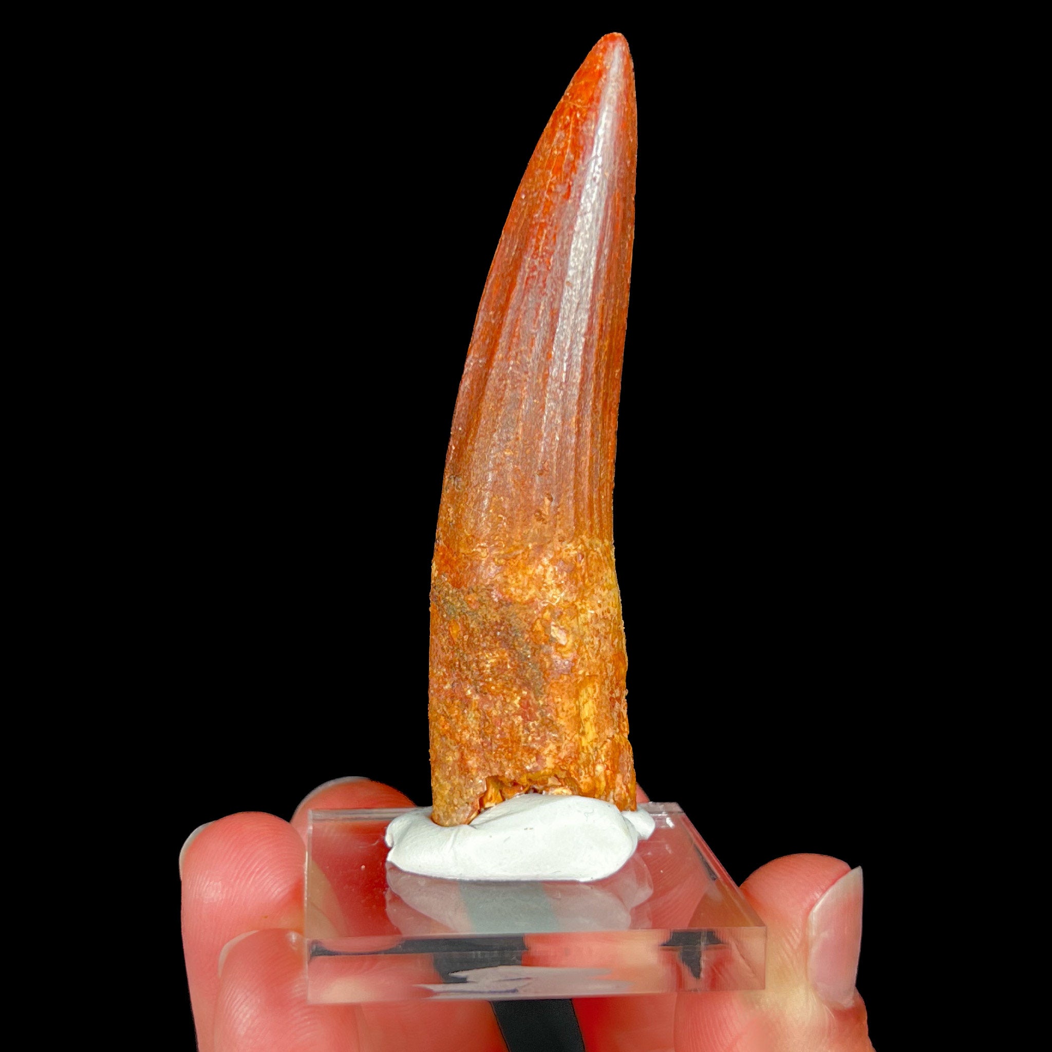 Authentic Spinosaur Dinosaur Tooth