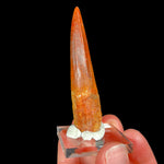 Spinosaur Dinosaur Tooth