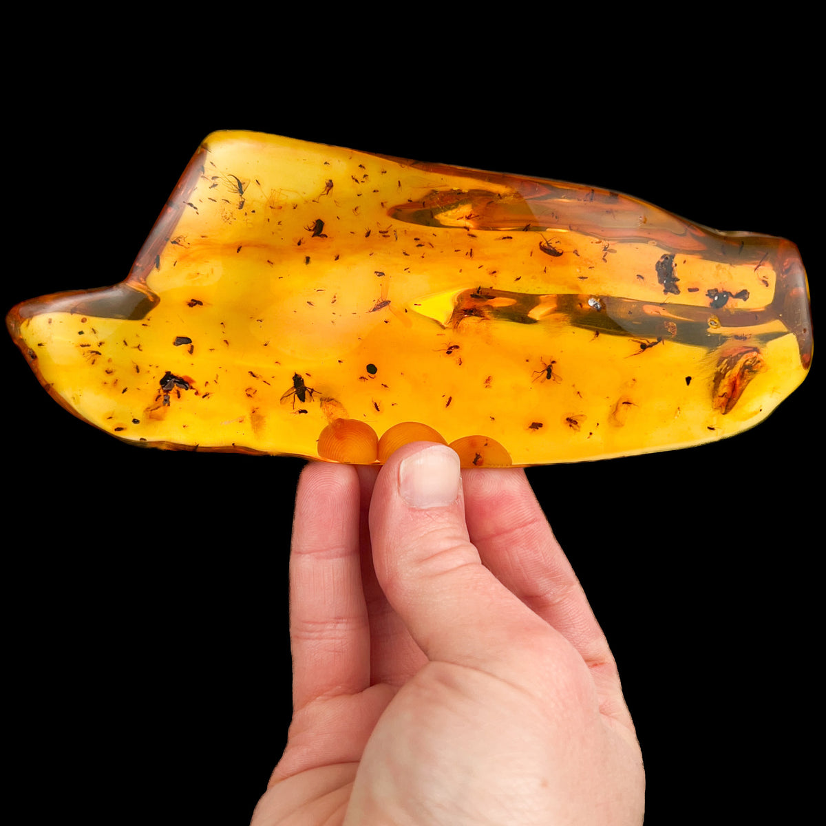 Large Amber with Insects from Colombia