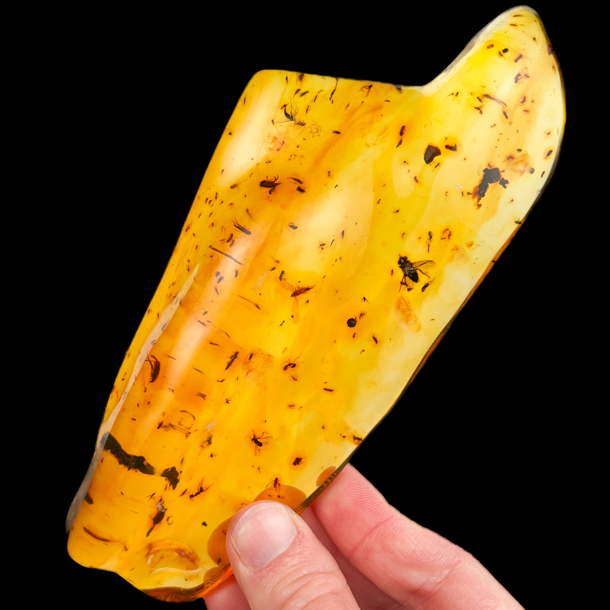 Extra Large Polished Copal Amber with Insects